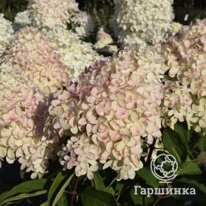 

Гортензия Мэджикал Маунт Фуджи метельчатая