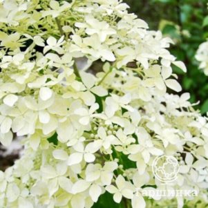 

Гортензия Дентель де Горрон метельчатая