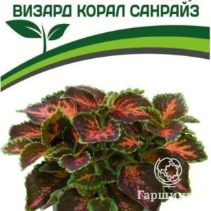 

Колеус Визард Корал Санрайз шлемниковидный 10 шт. Семена Партнер