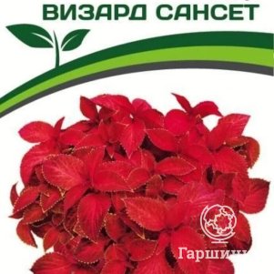 

Колеус Визард Сансет шлемниковидный 10 шт. Семена Партнер