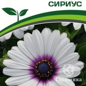 

Остеоспермум Сириус F1 Эклона Звезды Галактики 3 шт. Семена Партнер