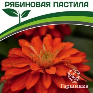 

Цинния Рябиновая Пастила махровая (серия Барышня-крестьянка) 5 шт. Семена Партнер