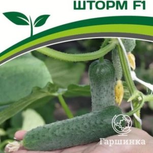 

Огурец партенокарпический Шторм F1 5 шт. Семена Партнер
