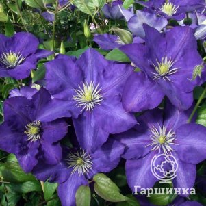 

Клематис Леди Бетти Балфор крупноцветковый (3)