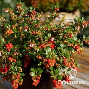 

Брусника Файр Болз