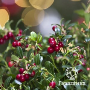 

Брусника Эрнтеданк