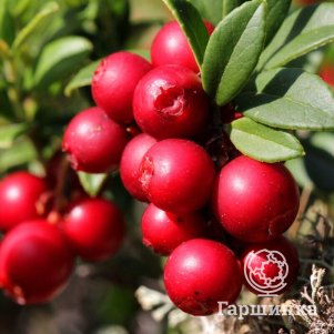 

Брусника Эрнтекроне