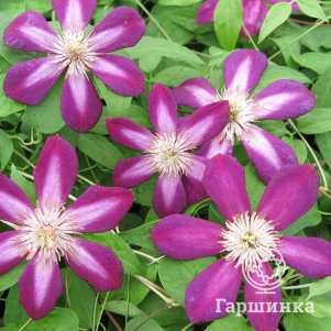 

Клематис Файрфлай (2)