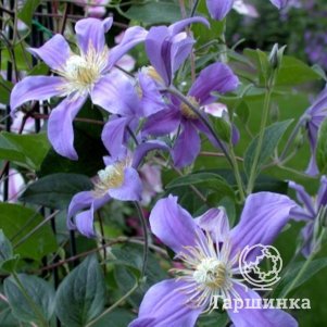 

Клематис Джули (3)