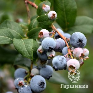 Голубика Река