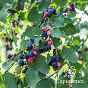 

Ирга Грейтберри Фарм