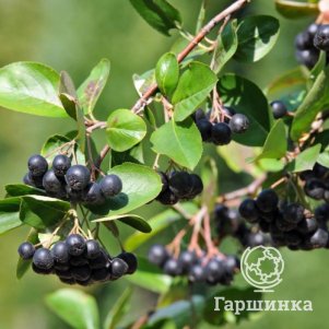 

Черноплодная рябина (Арония) Надзея