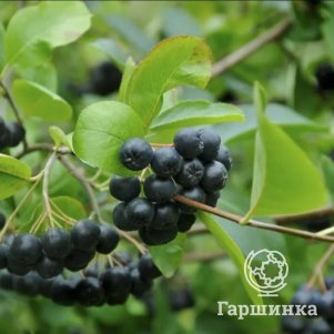 

Черноплодная рябина (Арония) Мулатка