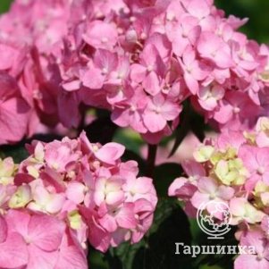 

Гортензия Блум Стар крупнолистная ремонтантная (Серия Бесконечное Лето)