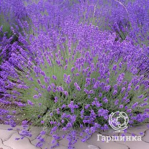 

Лаванда Рекорд