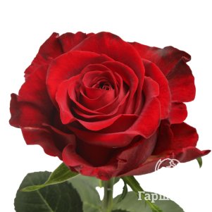 

Роза Гладиатор чайно-гибридная