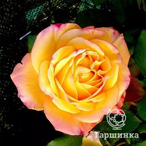 Роза Еллоу Магия чайно-гибридная