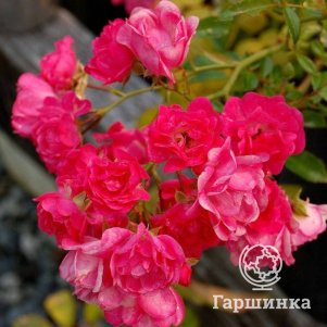 Роза Лавли Фейри спрей