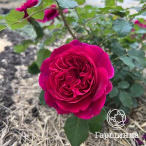 Роза Манстед Вуд кустарниковая