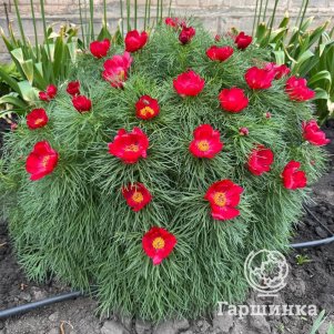 

Пион узколистный