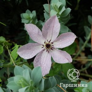 

Клематис Фейридаст (3)