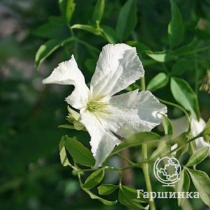 

Клематис Вайт Мэджик (3)