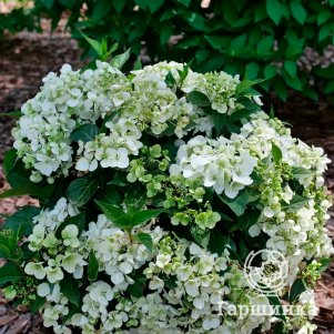Гортензия Фейри Трейл Вайт каскадная гибридная