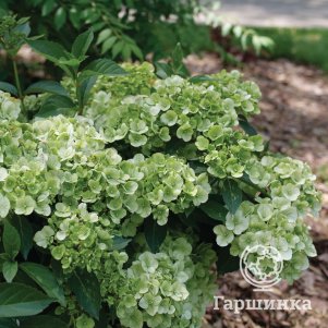 

Гортензия Фейри Трейл Грин каскадная гибридная