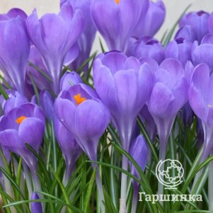 

Крокус Аква 15 шт