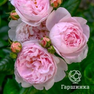 

Роза Эглантин