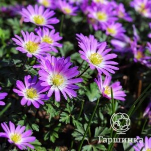 Анемона Ветреница Бланда Чармер 8шт 469₽