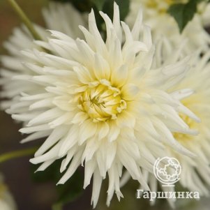 

Георгина Биргитт кактусовидная