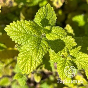 

Мелисса Лимонные дольки