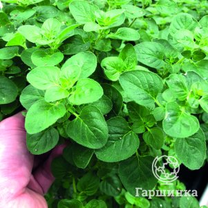 

Душица Витара Грин