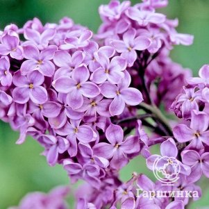 

Сирень Москвичка