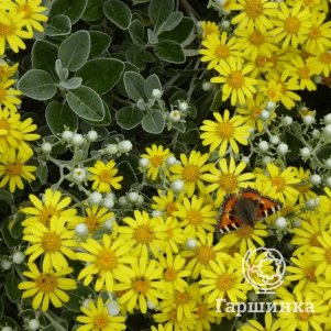 

Ясенец белый Саншайн