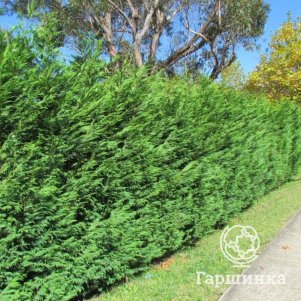 

Купрессоципарис Лейланда Кастевеллан Голд