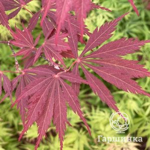 Клен Бургунди Лейс веерный