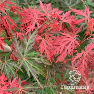 

Клен Оранжеола веерный