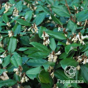 

Лох Эббинга