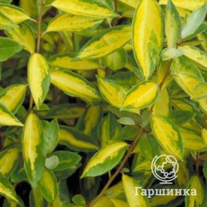 

Лох Эббинга Лаймлайт