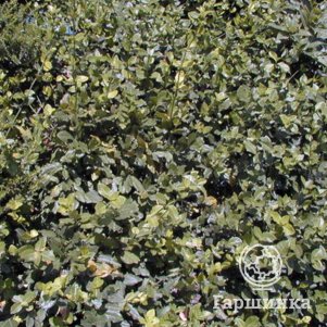 

Бересклет Форчуна Дартс Бланкет