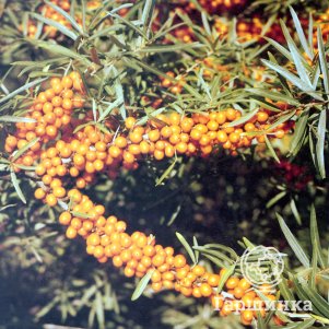 

Облепиха крушиновидная Херго