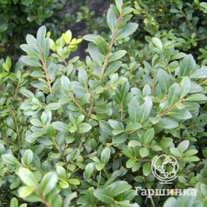 

Падуб Стоукс городчатый