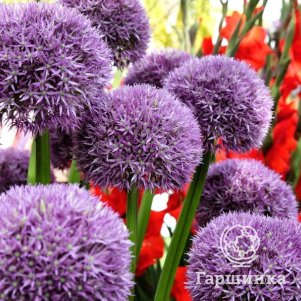 Лук декоративный Пинболл Визард