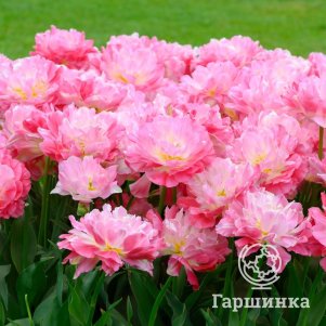 Тюльпан Дабл Шугар махровый 3 шт