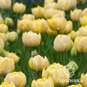 

Тюльпан Еллоу Маунтин махровый поздний 2 шт