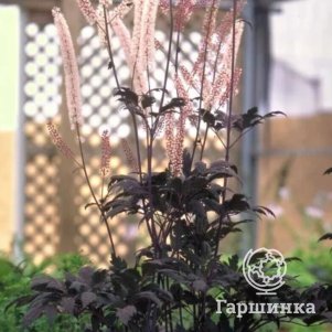 

Цимицифуга (Клопогон) Хиллсайд Блэк Бьюти