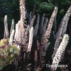 

Цимицифуга (Клопогон) Джеймс Комптон