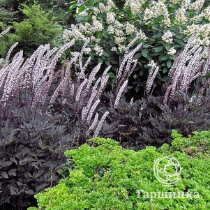 

Цимицифуга (Клопогон) Джеймс Комптон